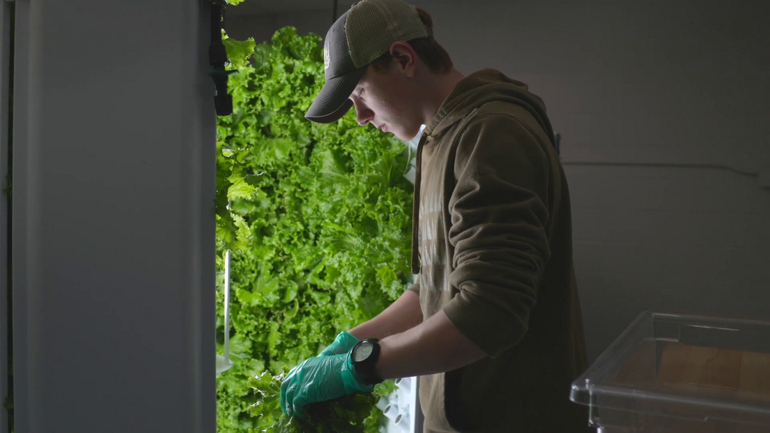 student cultivating from the hydroponic system